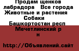 Продам щенков лабрадора - Все города Животные и растения » Собаки   . Башкортостан респ.,Мечетлинский р-н